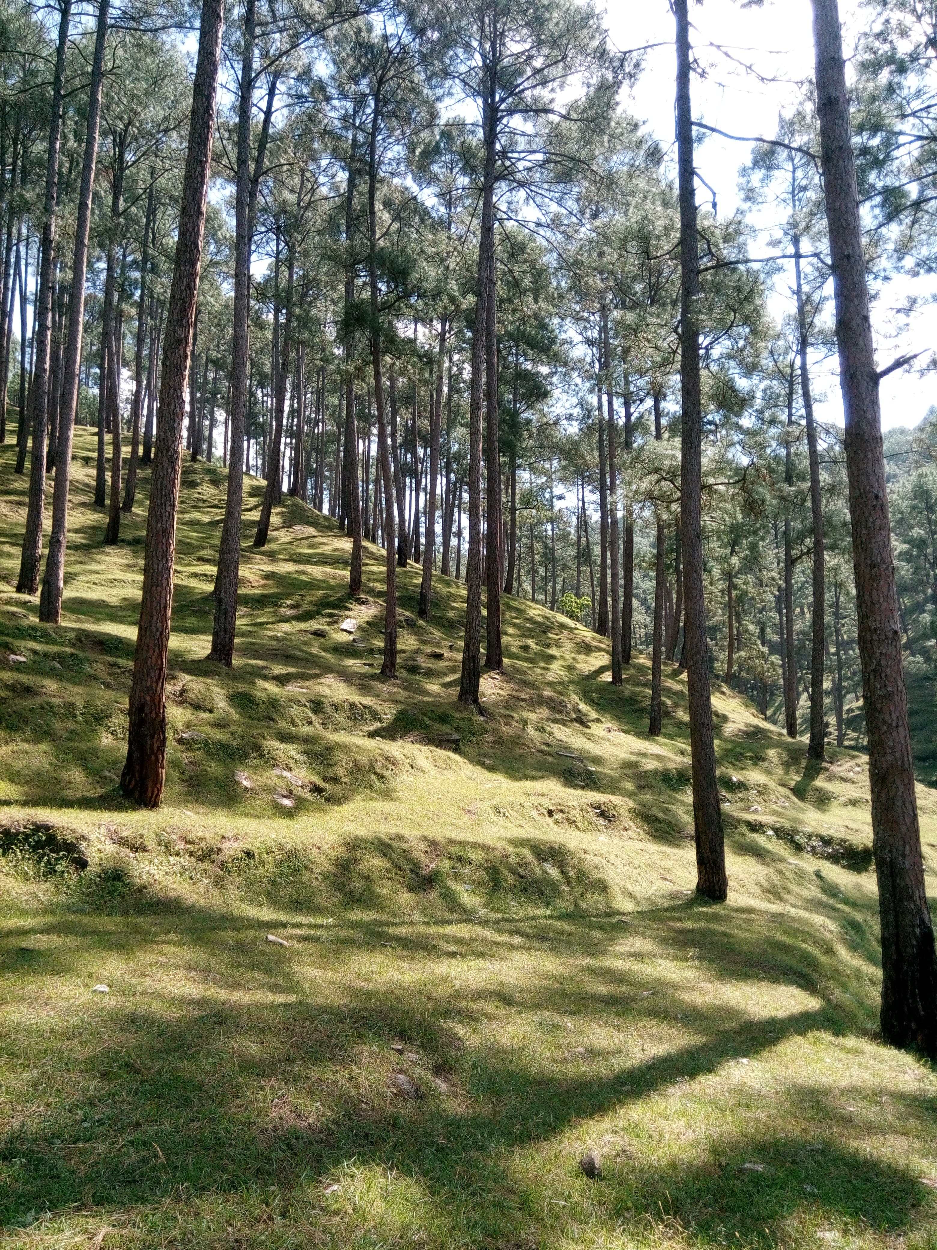 Mist Over Shivalik Range