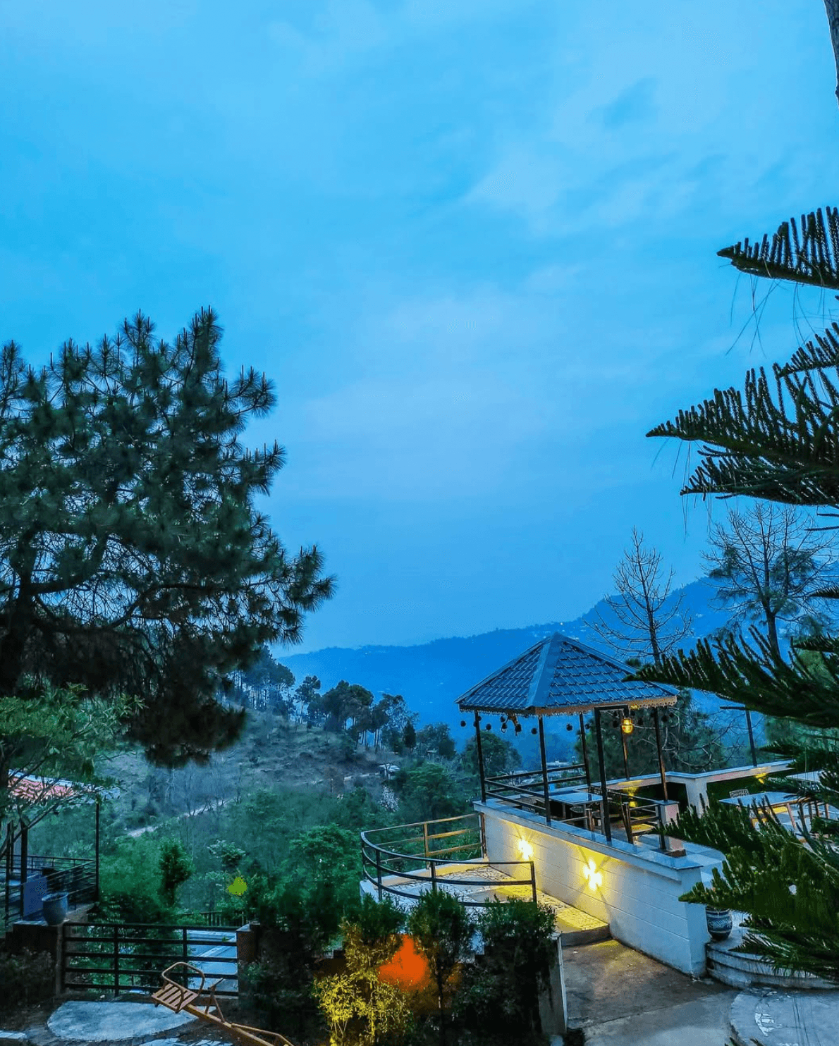 Pine Forest Adjoining Path